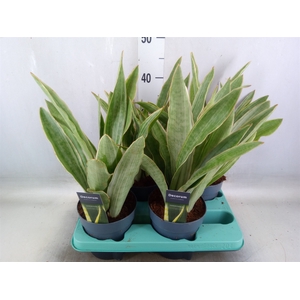 Sansevieria trifa.   ...