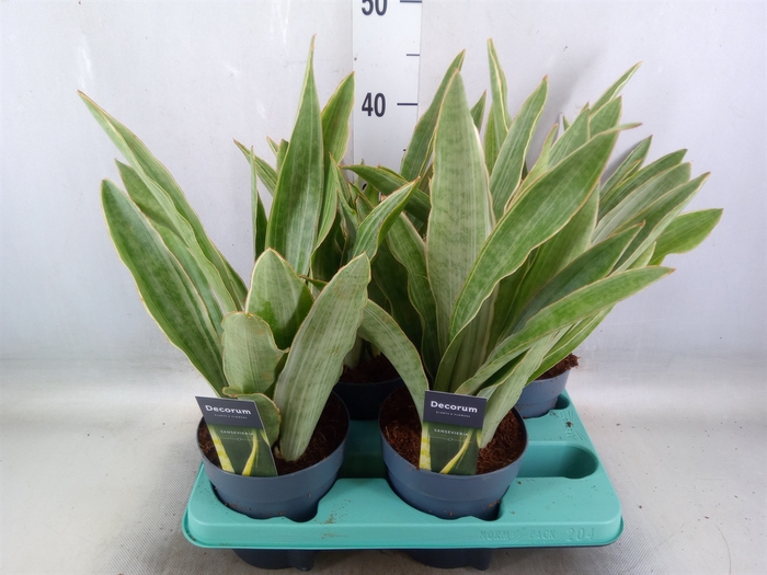 <h4>Sansevieria trifa.   ...</h4>