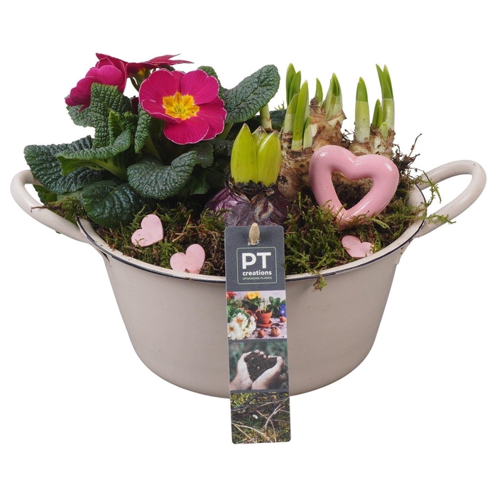 <h4>Arr. Planten L%</h4>