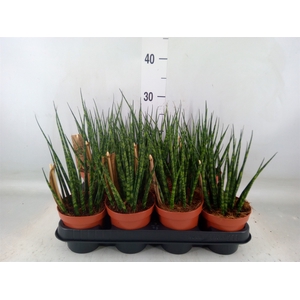 Sansevieria  'Fernwood'