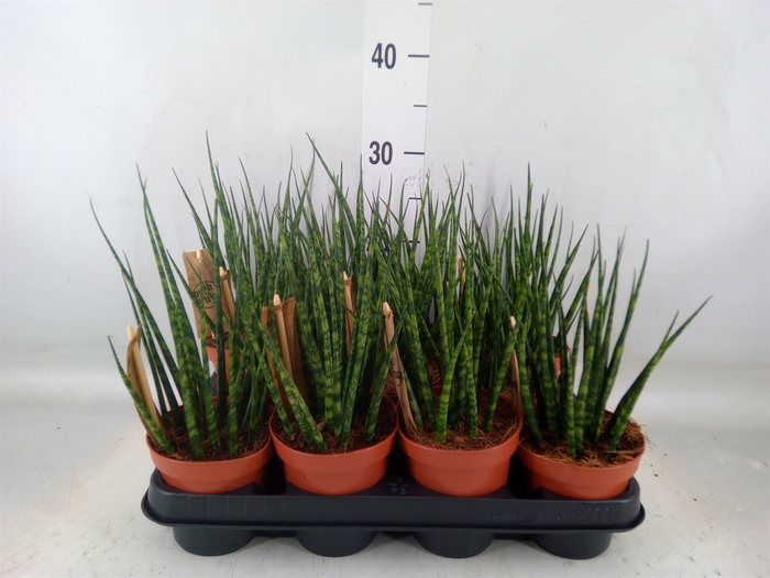 <h4>Sansevieria  'Fernwood'</h4>