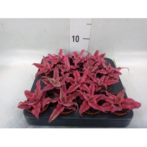 Cryptanthus  'Rubin Star'