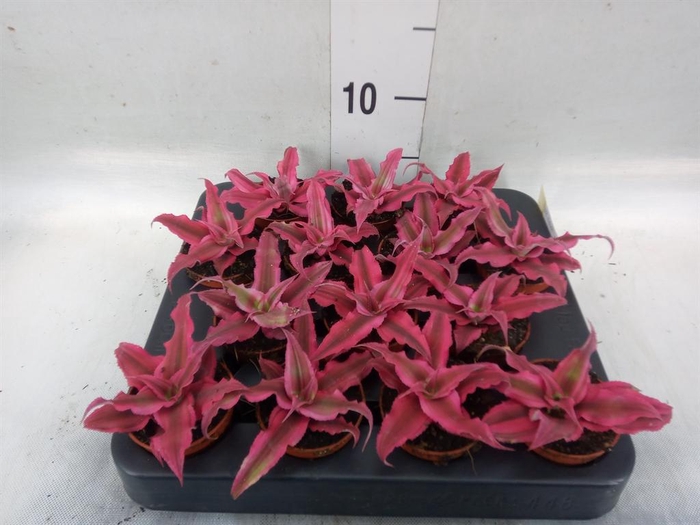 <h4>Cryptanthus  'Rubin Star'</h4>