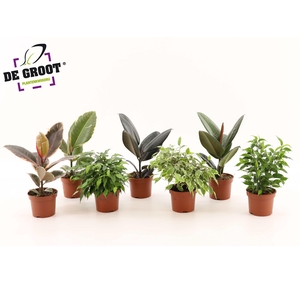 Ficus overig gemengd 6 soorten