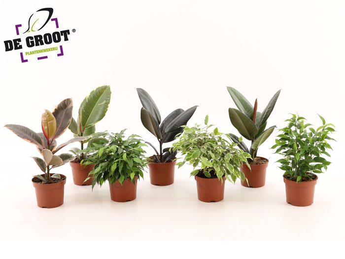 <h4>Ficus overig gemengd 6 soorten</h4>