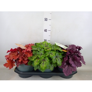 Heuchera  'Indian Summer'   ...mix