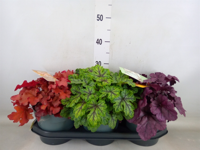 <h4>Heuchera  'Indian Summer'   ...mix</h4>