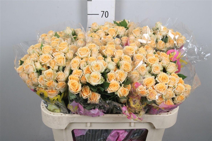 <h4>R Tr Trinity</h4>