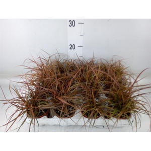 Uncinia rubra 'Everflame'