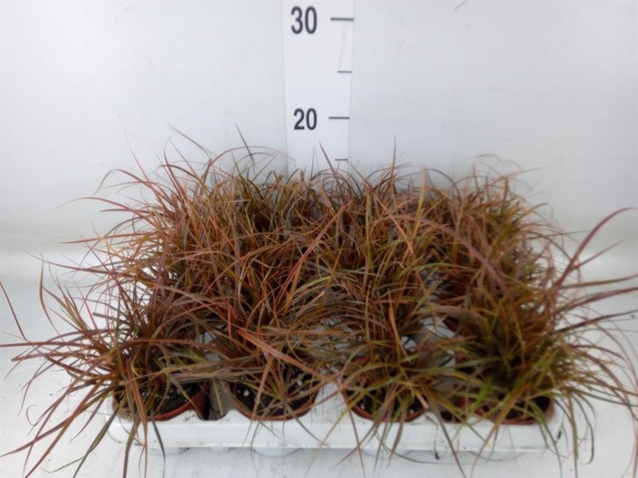 <h4>Uncinia rubra 'Everflame'</h4>