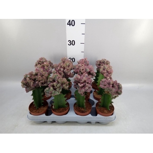 Euphorbia lactea