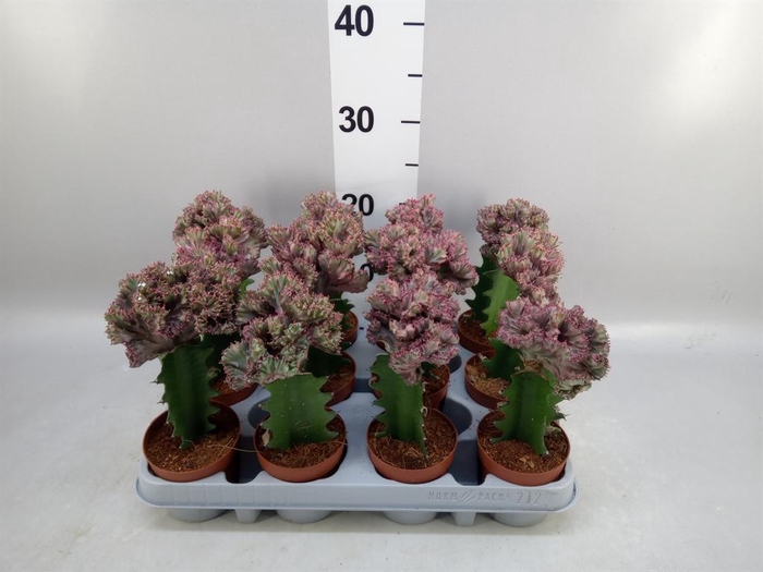 <h4>Euphorbia lactea</h4>