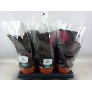 Calathea roseopicta 'Crimson'