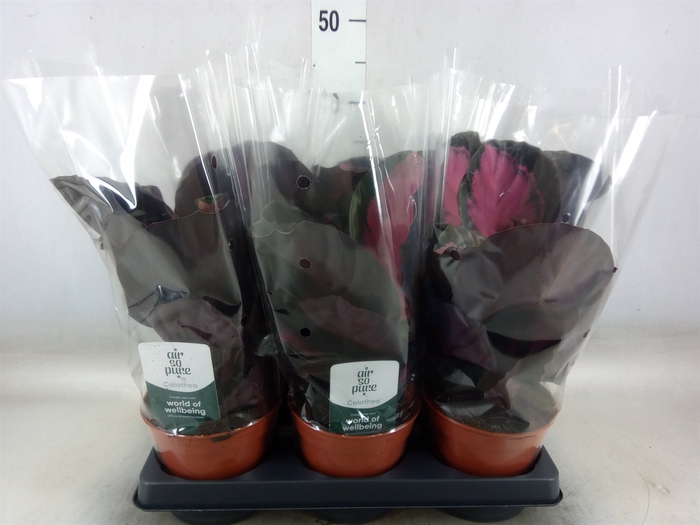 <h4>Calathea roseopicta 'Crimson'</h4>