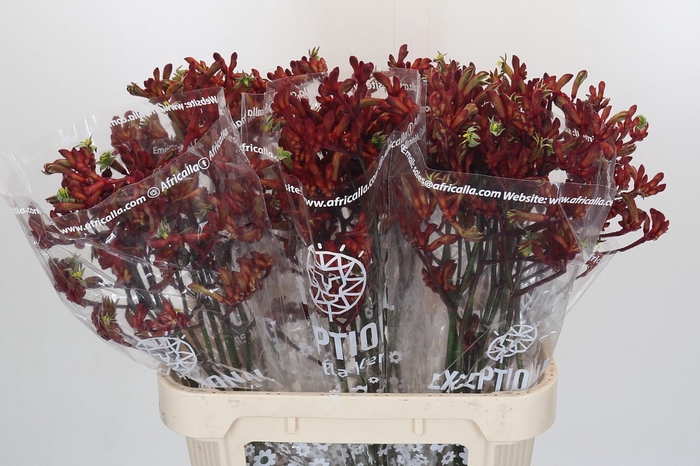 Anigozanthos Early Spring Indoor