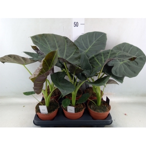 Alocasia  'Regal Shields'