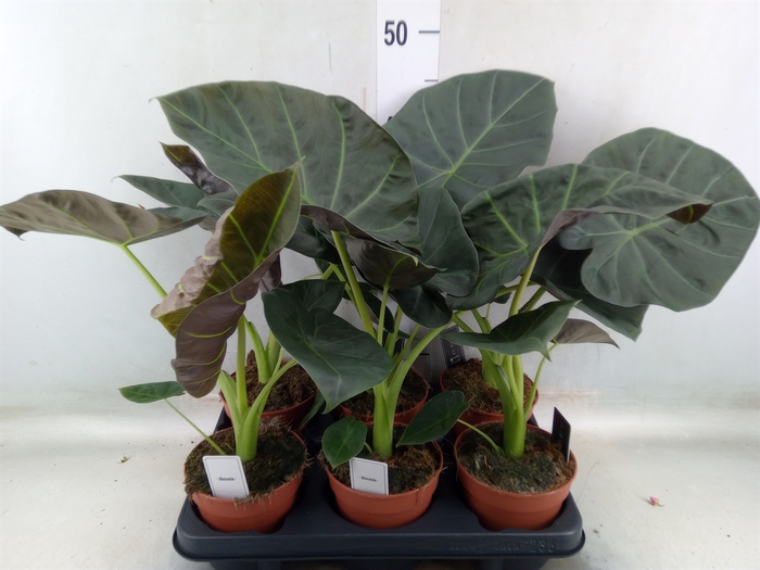 <h4>Alocasia  'Regal Shields'</h4>