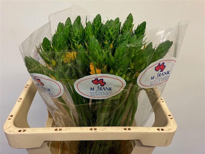 <h4>ORNIT DB GOLD STAR</h4>