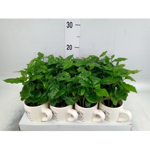 Coffea arabica