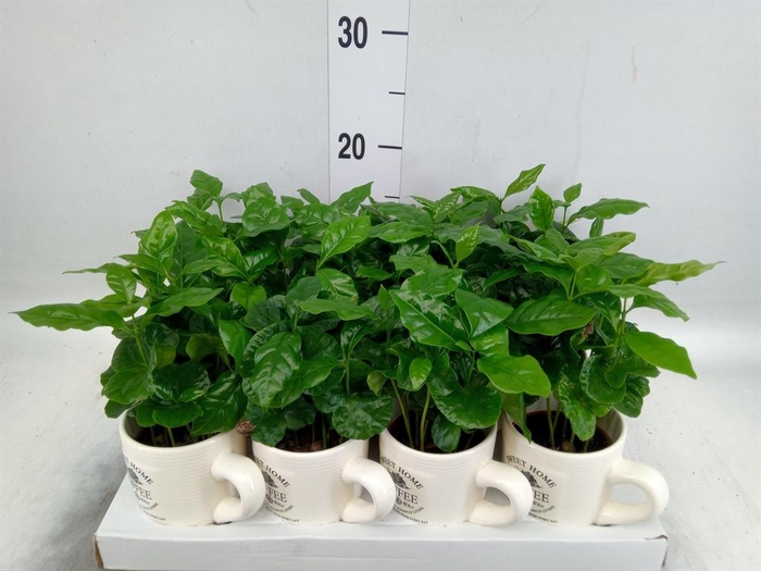 <h4>Coffea arabica</h4>