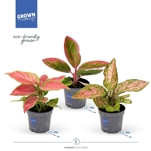 Aglaonema - KARMA Aglaonema Mix