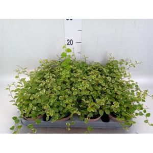 Ficus pumila 'White Sunny'
