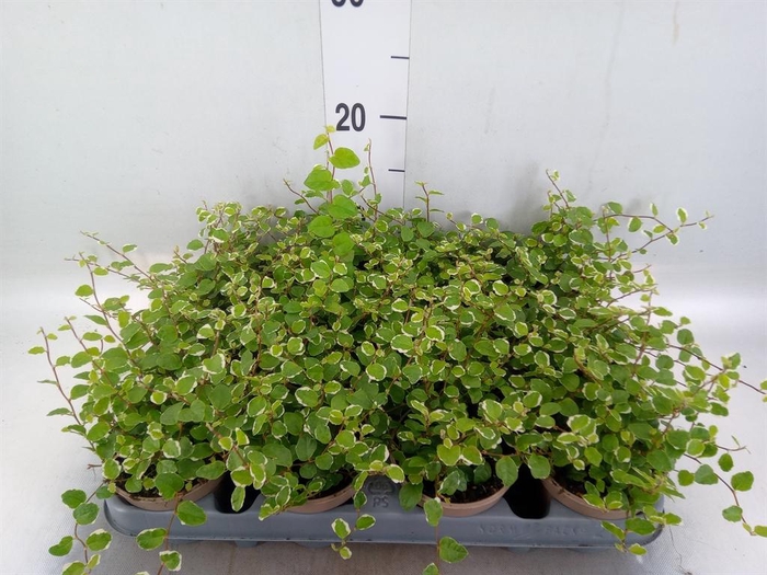 <h4>Ficus pumila 'White Sunny'</h4>