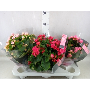Begonia elat. EN 'Betulia' ..mix