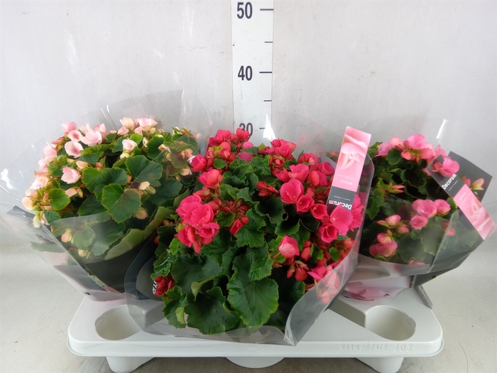 <h4>Begonia elat. EN 'Betulia' ..mix</h4>