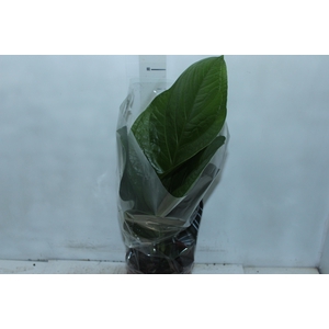 ANTHURIUM JENMANII P19