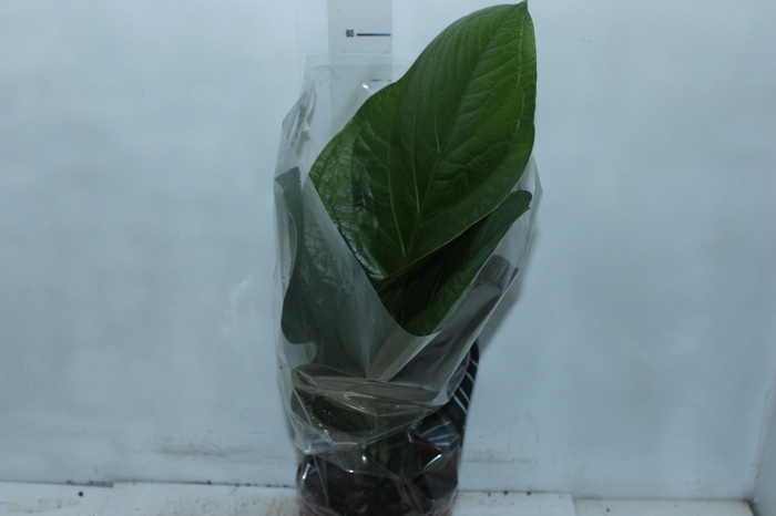 ANTHURIUM JENMANII P19