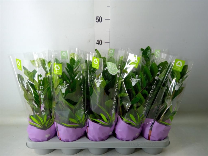 <h4>Zamioculcas zamiifolia</h4>