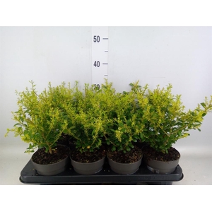 Ilex crenata