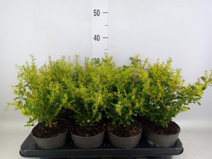 <h4>Ilex crenata</h4>