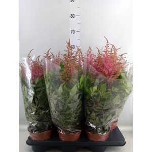 Astilbe arendsii 'Freya'