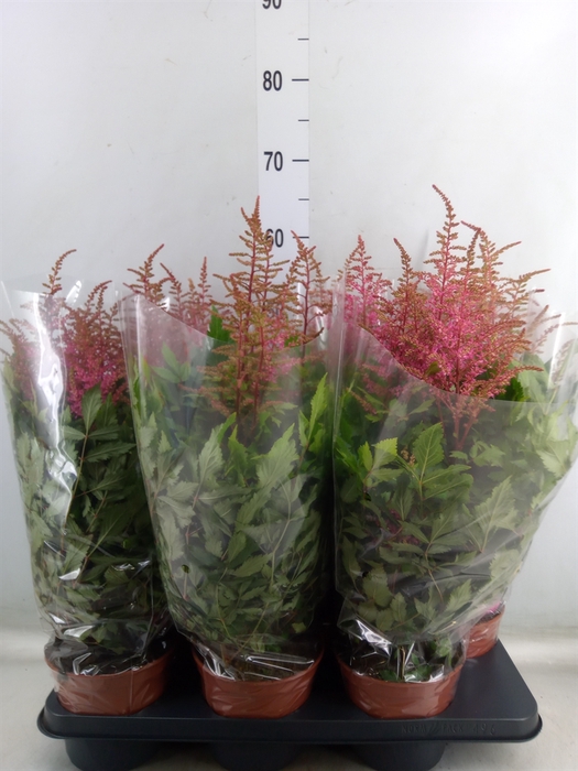 <h4>Astilbe arendsii 'Freya'</h4>
