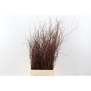 Salix Ov Bs