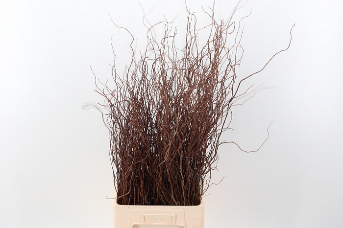 <h4>Salix Ov Bs</h4>