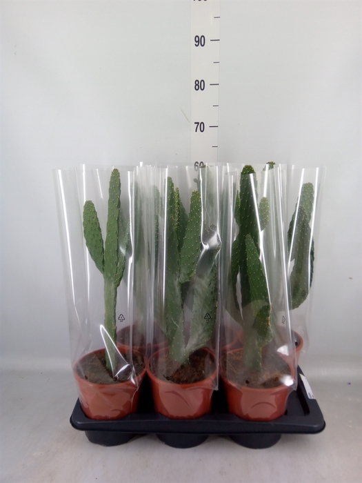 <h4>Opuntia</h4>
