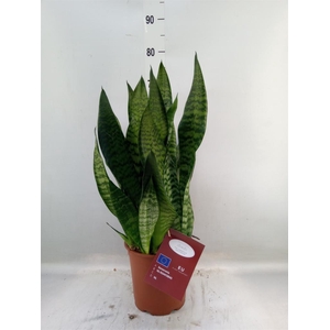 Sansevieria trifa. 'Black Coral'