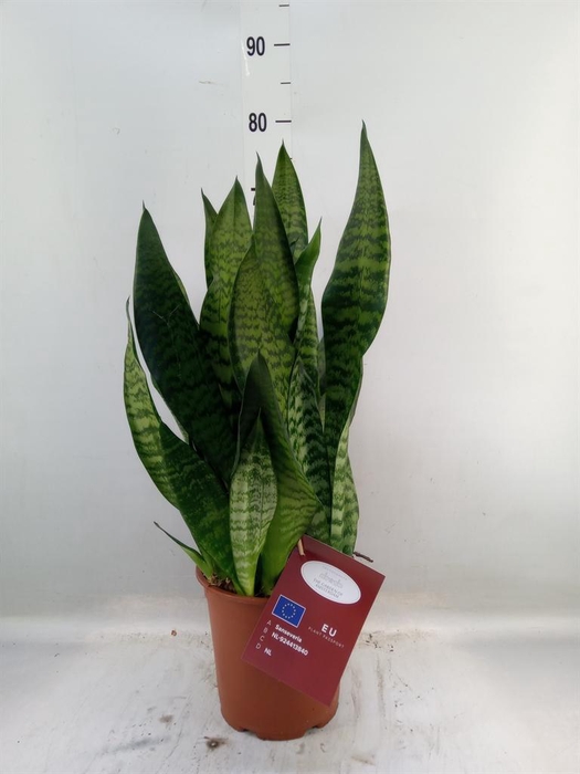 <h4>Sansevieria trifa. 'Black Coral'</h4>
