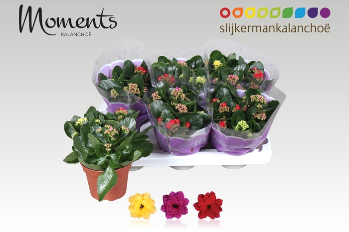 <h4>KAL GE GEM I POT</h4>