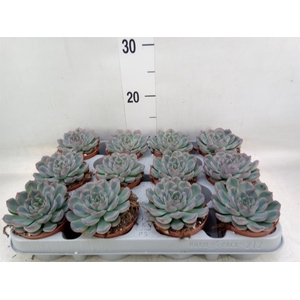 Echeveria  'Hercules'