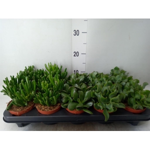Crassula   ...mix