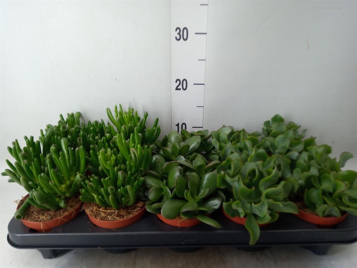 <h4>Crassula   ...mix</h4>