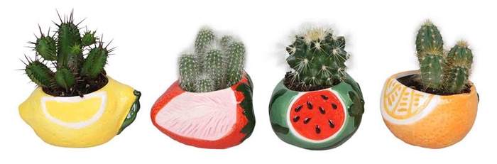 CACTUS MIX P6 L 66682