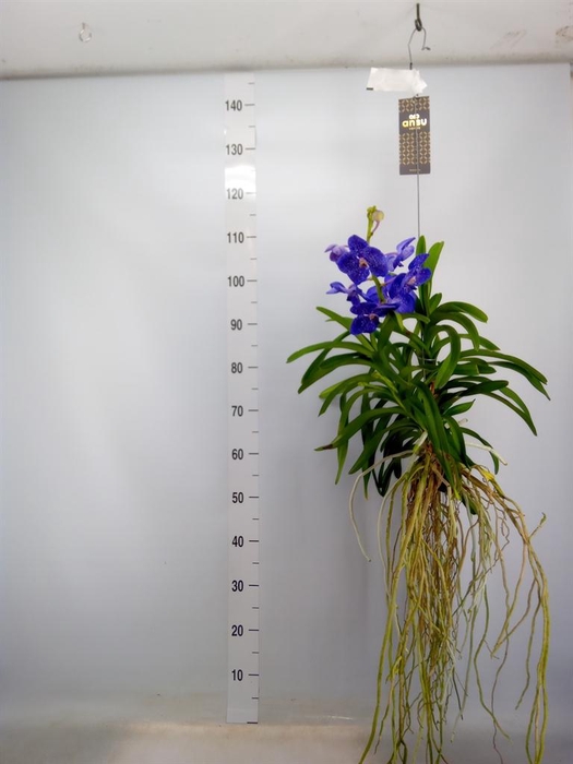 <h4>Vanda hybrids</h4>