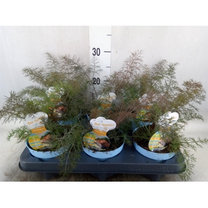 Foeniculum vulgare   ...