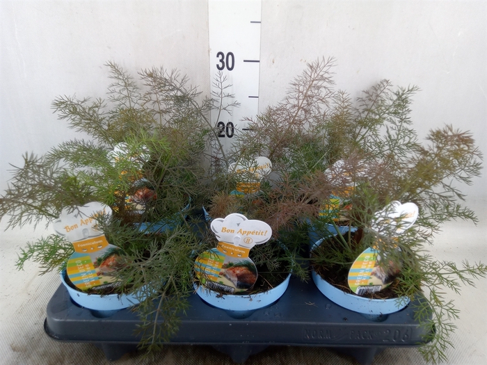 <h4>Foeniculum vulgare   ...</h4>