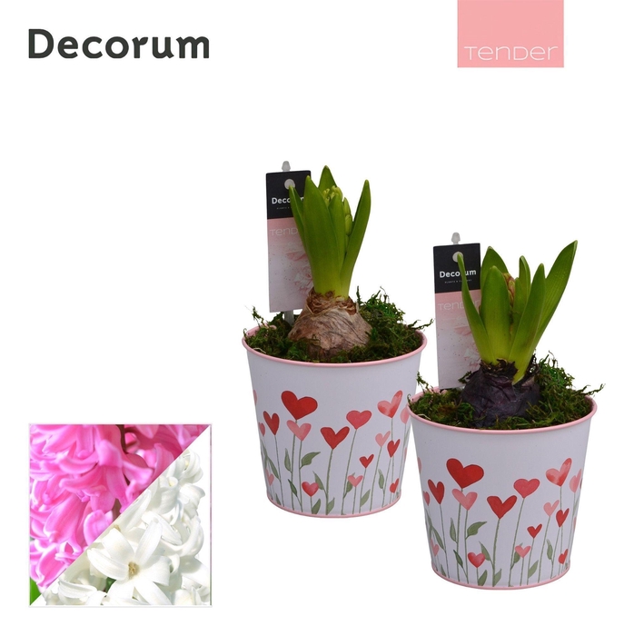 <h4>Hyacint Growing Love HL15984 [TENDER]</h4>
